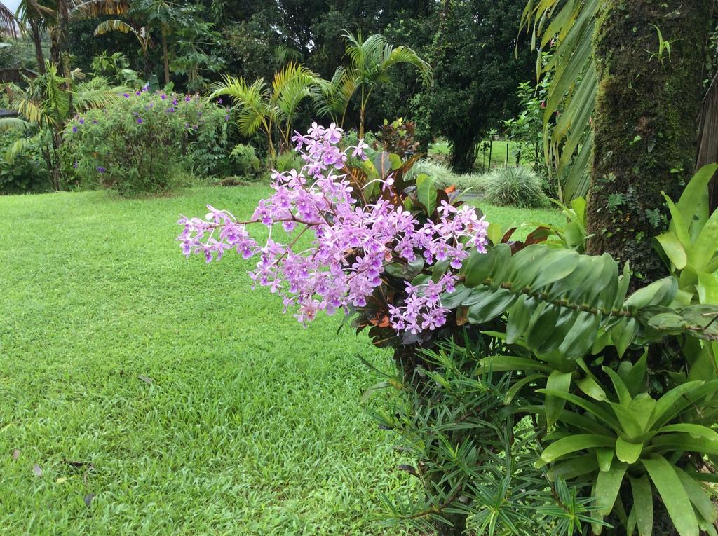 Cabinas Los Guayabos Hotel La Fortuna Room photo